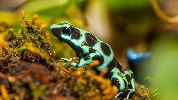 Poison dart frogs are highly poisonous
